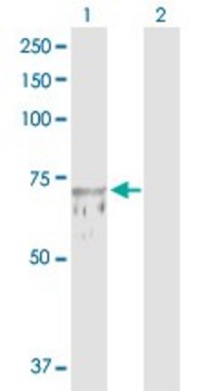Anti-TUBGCP4 antibody produced in rabbit