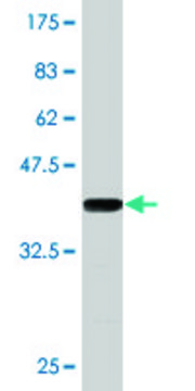 Monoclonal Anti-BARX2 antibody produced in