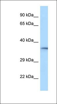 Anti-RGD1310788 antibody produced in rabbit