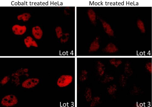Rabbit anti-HIF1-alpha Antibody, Affinity Purified