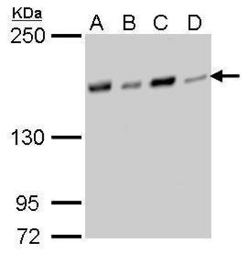 Monoclonal Anti-NFKBIL2 antibody produced in