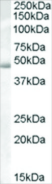 Anti-Actin-like 7B (AB1) antibody produced