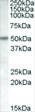 Anti-CHRNB3 antibody produced in goat