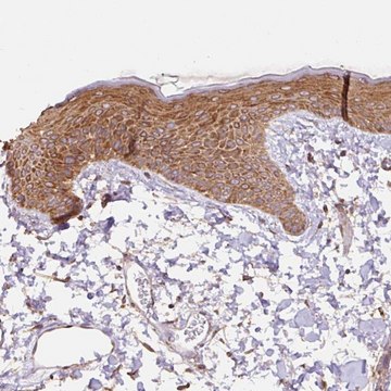 Anti-COX8A antibody produced in rabbit