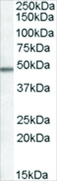 Anti-OX1R AND OX2R antibody produced