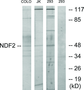 Anti-NDF2 antibody produced in rabbit