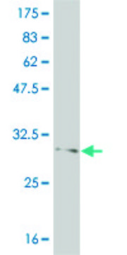Monoclonal Anti-FOXL1 antibody produced in