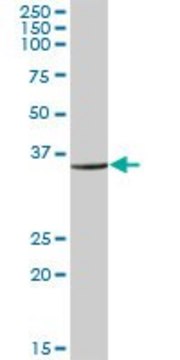 Anti-RPL6 antibody produced in mouse