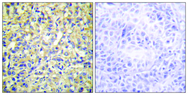 Anti-DUSP9 antibody produced in rabbit