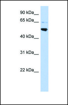 Anti-AP3M2 antibody produced in rabbit