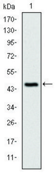 Monoclonal Anti-CDKN2A antibody produced in