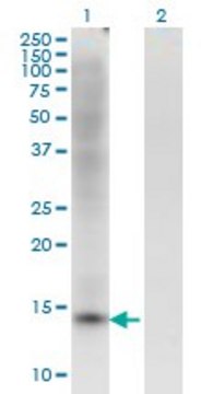 Monoclonal Anti-ZBTB16 antibody produced in