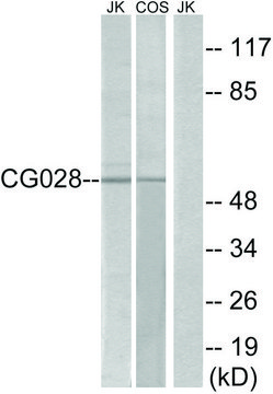Anti-CG028 antibody produced in rabbit