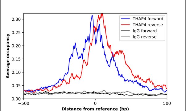 Anti-THAP4 antibody produced in rabbit