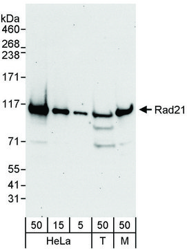Rabbit anti-Rad21 Antibody, Affinity Purified