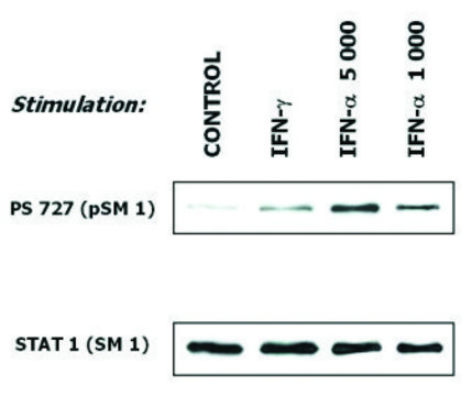 Monoclonal Anti-STAT1 antibody produced in