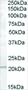 Anti-PTP4A1/PRL-1 antibody produced in goat