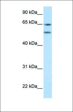 Anti-HTR2A antibody produced in rabbit