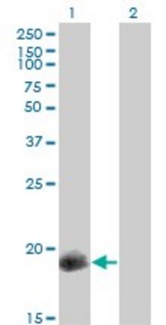 Monoclonal Anti-PPP1R14A antibody produced in