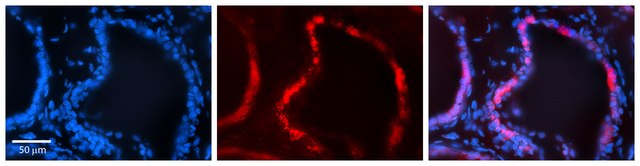Anti-ADIPOR1 (C-terminal) antibody produced in