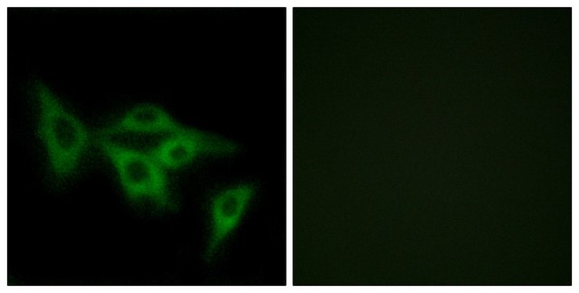 Anti-OR2I1 antibody produced in rabbit