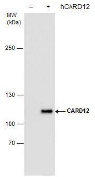 Monoclonal Anti-CARD12 antibody produced in