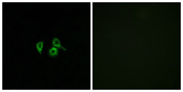 Anti-OR10H4 antibody produced in rabbit