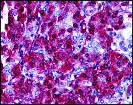Anti-CBLC antibody produced in rabbit