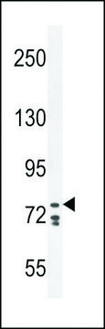 ANTI-CDH24(N-TERMINAL) antibody produced in rabbit
