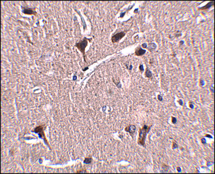 Anti-MIPU1 antibody produced in rabbit