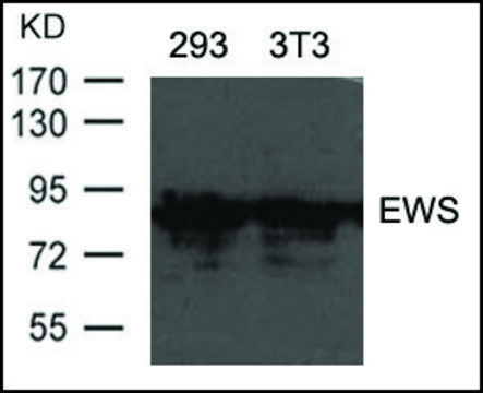Anti-EWS antibody produced in rabbit