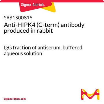 Anti-HIPK4 (C-term) antibody produced in