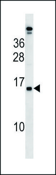 ANTI-PLAC4 (N-TERM) antibody produced in