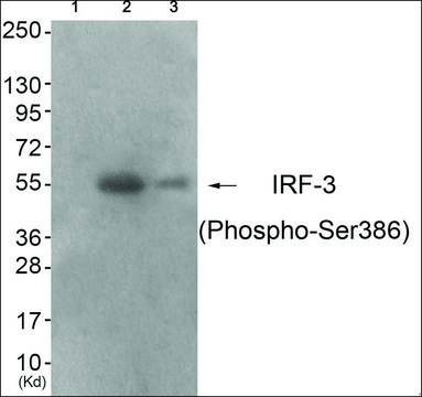 Anti-phospho-IRF-3 (pSer³??) antibody produced in