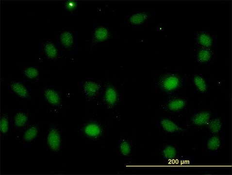 Monoclonal Anti-LASS4 antibody produced in