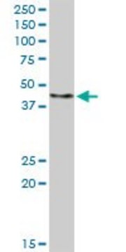 Anti-FBXO4 antibody produced in rabbit