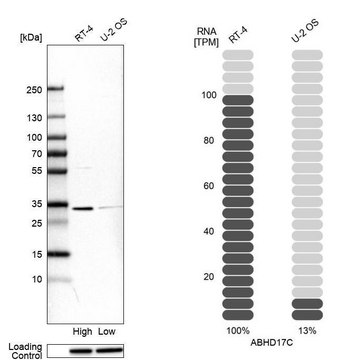 Anti-ABHD17C antibody produced in rabbit