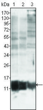 Monoclonal Anti-S100A10 antibody produced in
