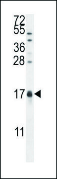 ANTI-CAMK2N1 (C-TERM) antibody produced in