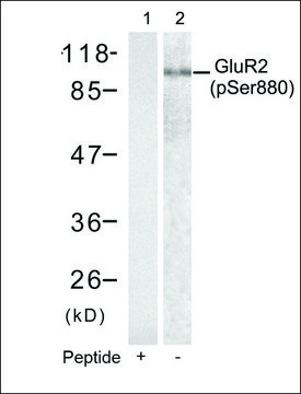 Anti-phospho-GRIA2 (pSer???) antibody produced in