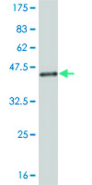 Monoclonal Anti-NEDD4L antibody produced in