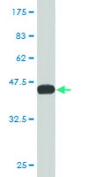 Monoclonal Anti-SCOTIN antibody produced in