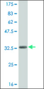 ANTI-HES2 antibody produced in mouse
