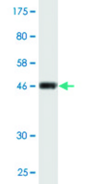 Monoclonal Anti-CD58 antibody produced in