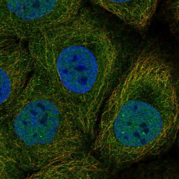 Anti-DAPL1 antibody produced in rabbit