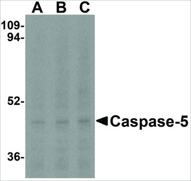 Anti-Caspase-5 (ab1) antibody produced in