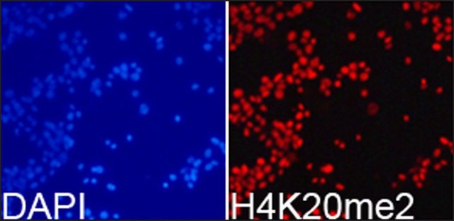 Anti-Histone H4K20me2 antibody produced in