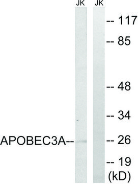 Anti-APOBEC3A antibody produced in rabbit