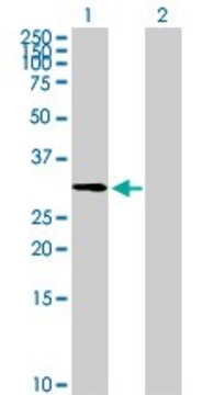 Anti-ZNF511 antibody produced in mouse