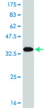 Monoclonal Anti-SNAPC5 antibody produced in